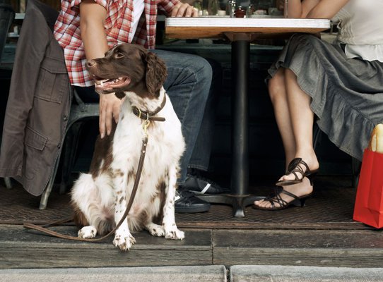 Dog and Owners Sitting at Sidewalk Cafe